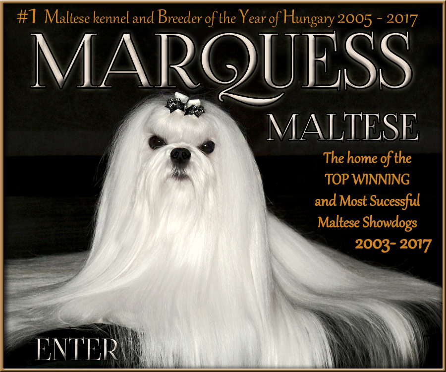 maltese kennel